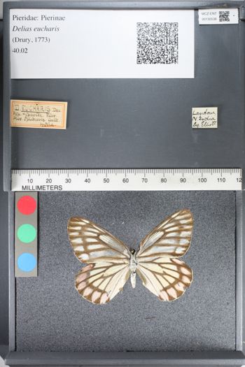 Media type: image;   Entomology 130538